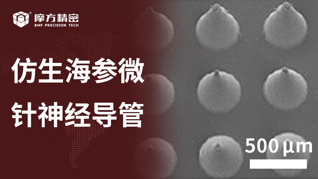 兰州大学口腔医学院范增杰教授课题组《ACS Nano》：协同缓解肌肉萎缩并促进神经再生的仿生海参微针神经导管