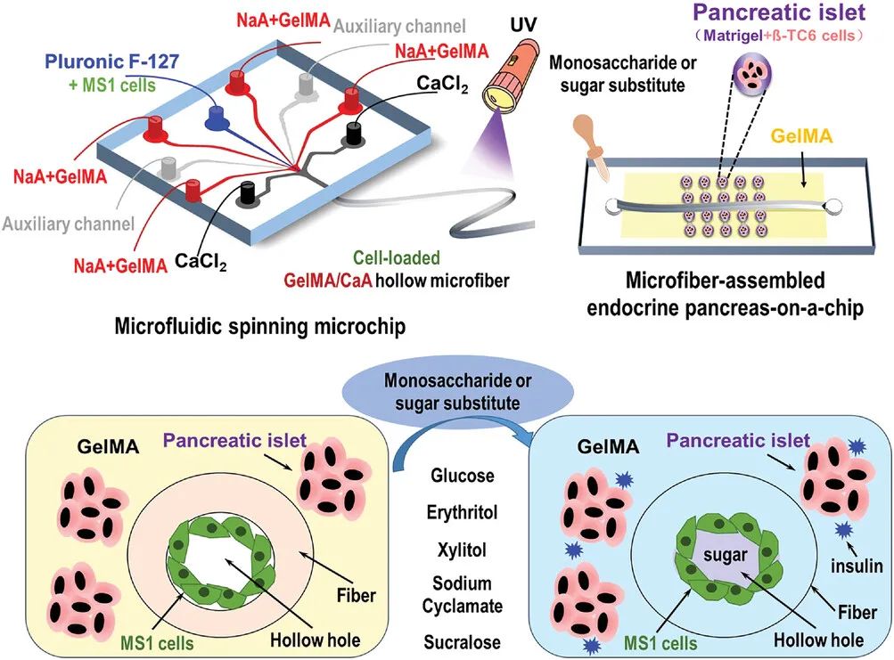 上海大学高兴华团队《Adv. Healthc. Mater.》：基于中空微纤维组装的内分泌胰腺芯片，用于糖替代品评估