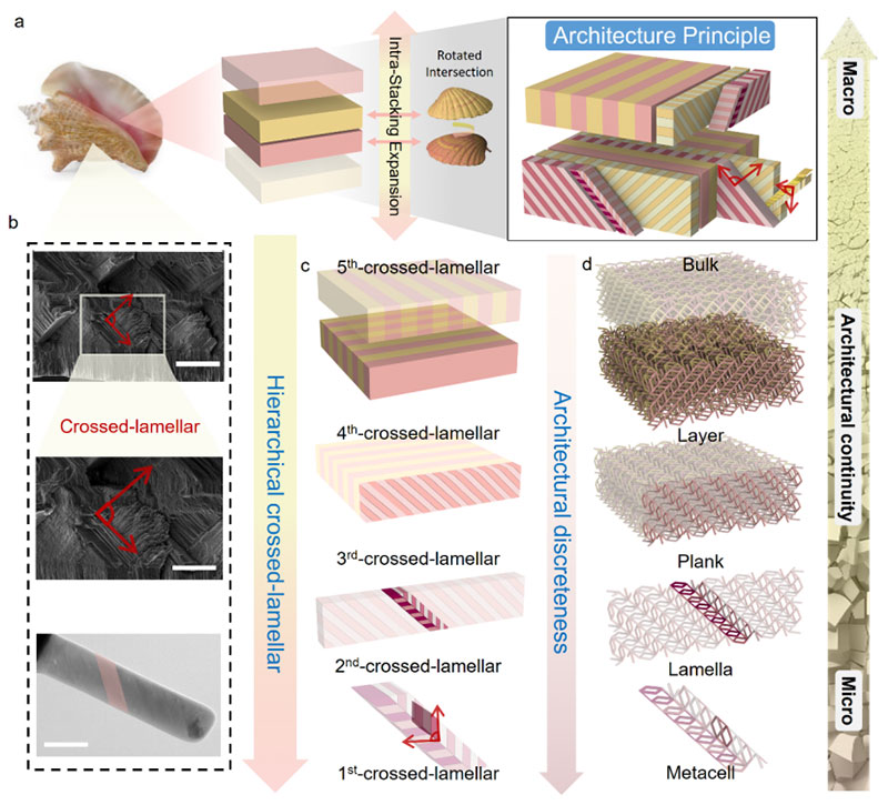香港大学《JMPS》：受皇后海螺壳启发的异质结构力学超材料