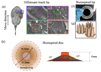 豪利体育科学院合肥物质科学研究院吴晅课题组《Biomimetics》：微米级3D打印助力仿爬岩鱼吸盘制备